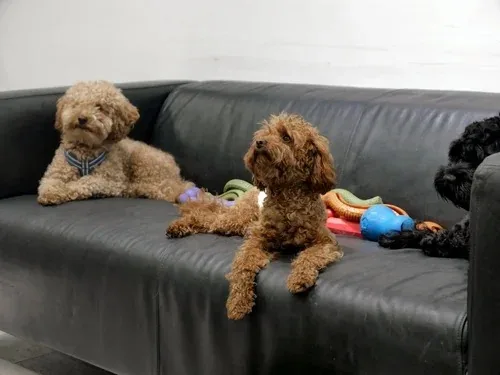 Fornøyd puddel hos Hundeglede