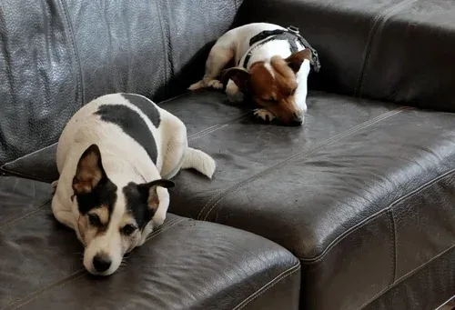 Hund som slapper av, pensjon hos Hundeglede